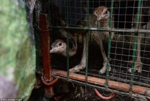 zoo-china-starving-4