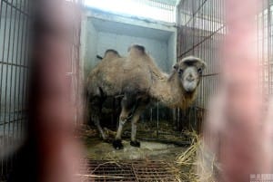 zoo-china-starving-6