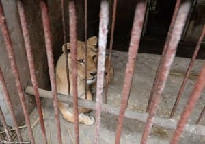 zoo-china-starving-2