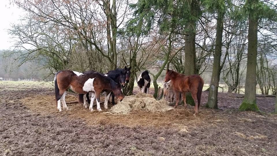 chevaux-graide-belgique-sauvetage-2