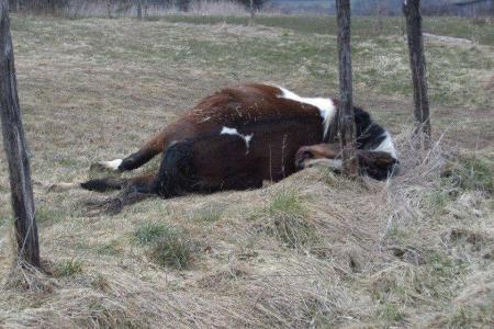 chevaux-graide-belgique-sauvetage-1