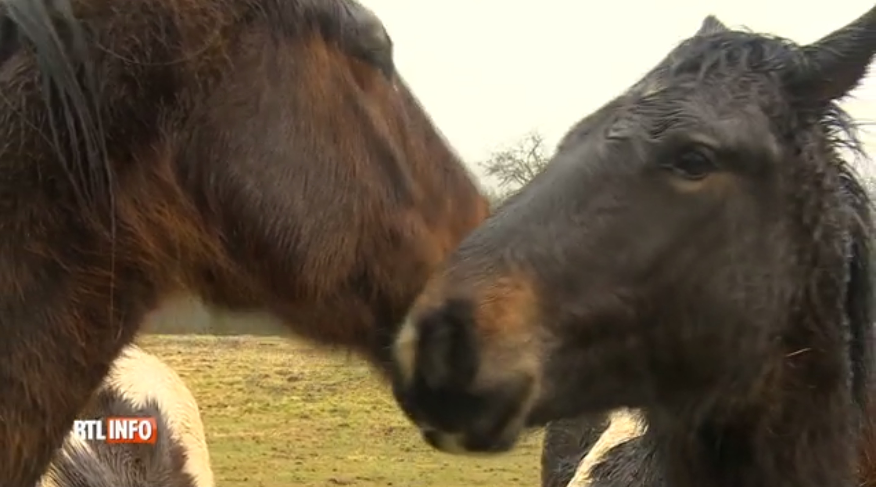 chevaux-graide-belgique-sauvetage-5