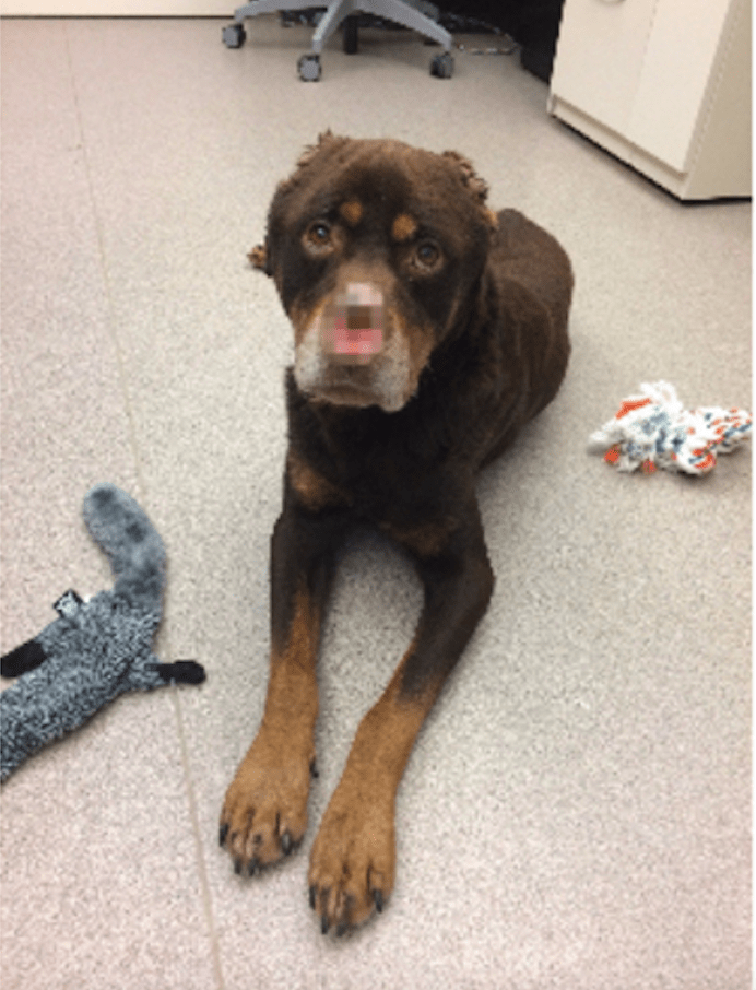 dog_baron_abuse_detroit_1