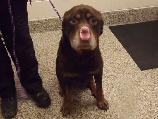 dog_baron_abuse_detroit_2_censored