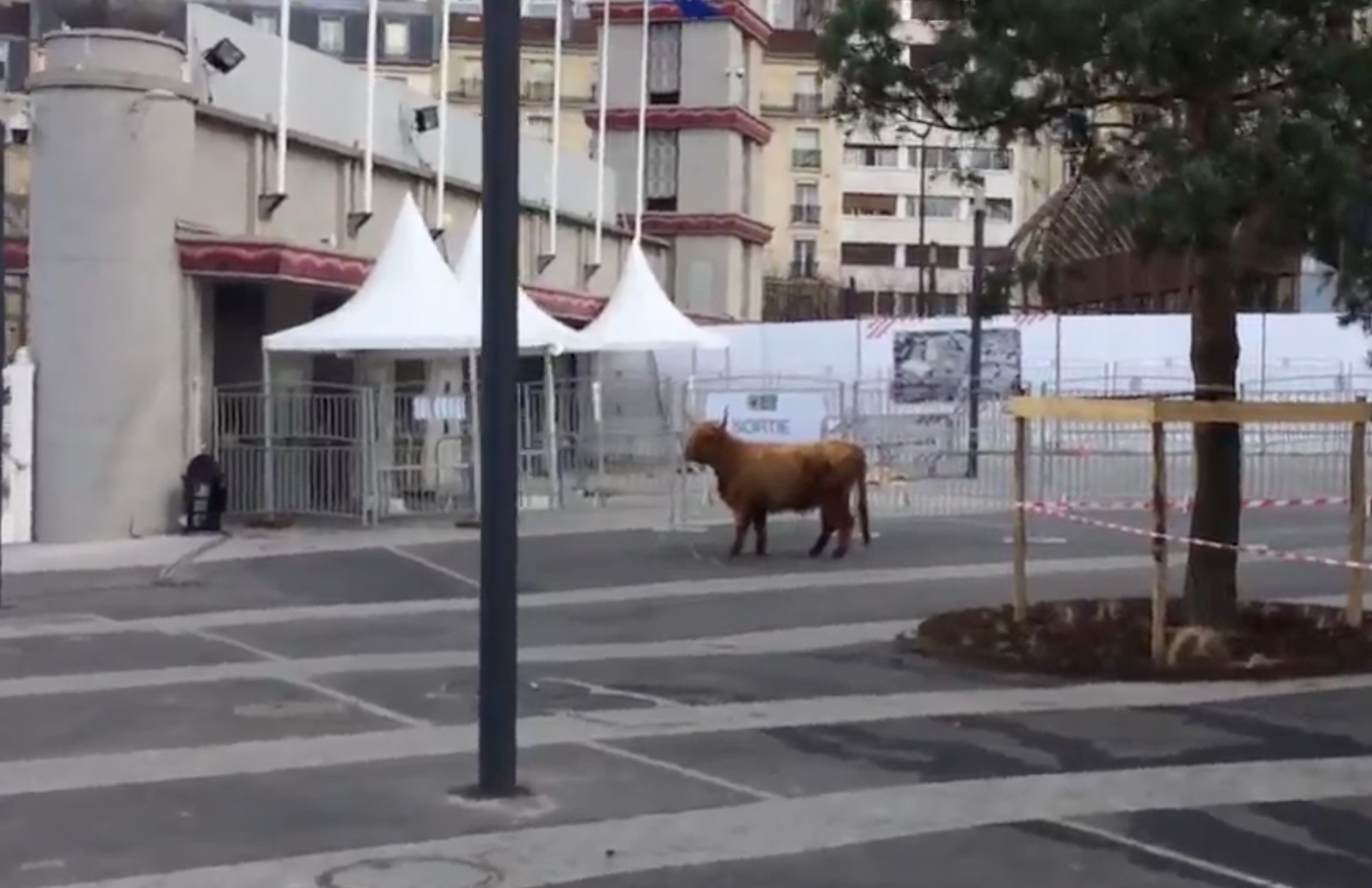 vache-indienne-salon-agriculture-9