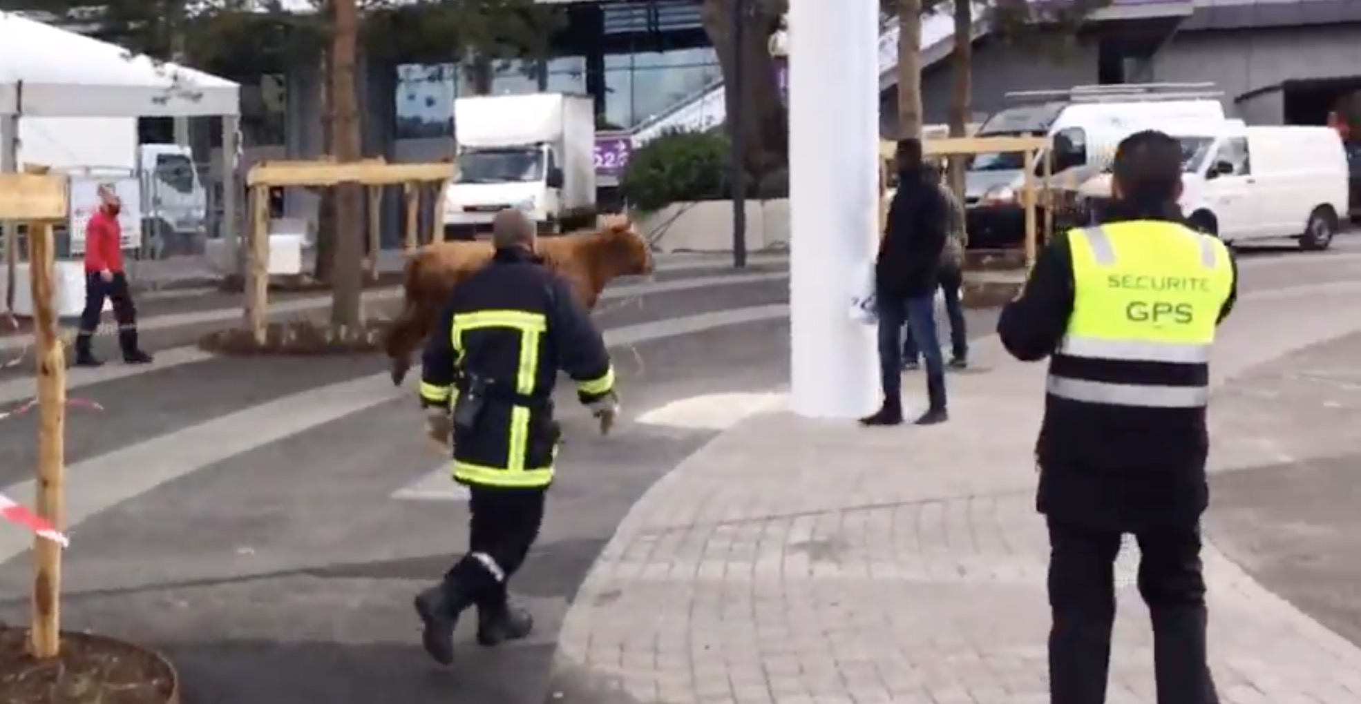 vache-indienne-salon-agriculture-3