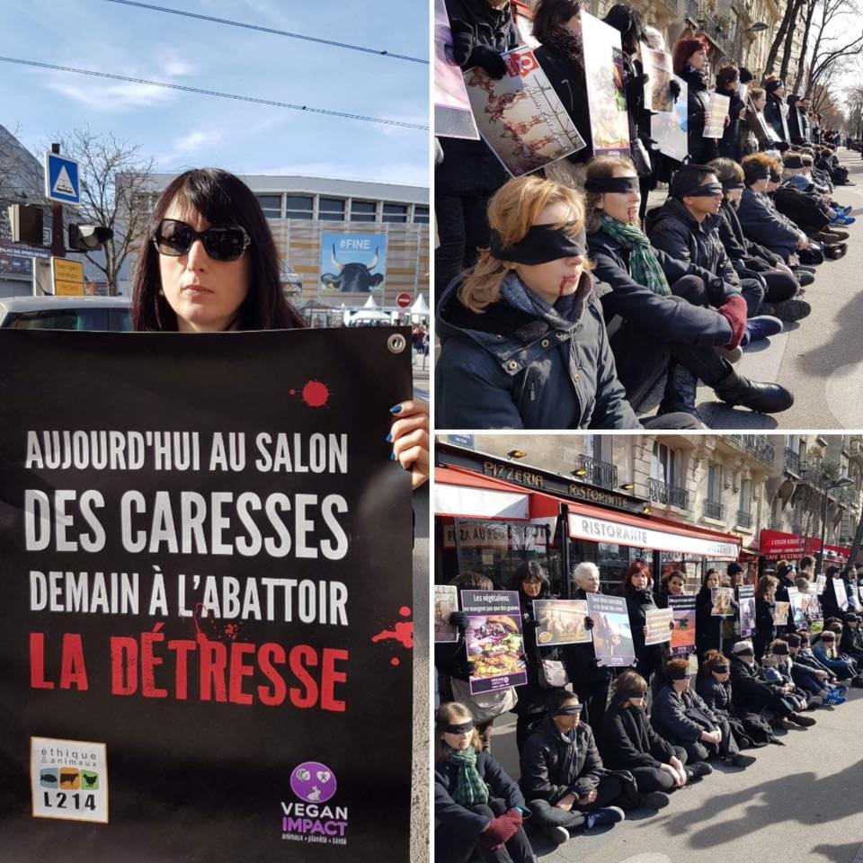 vache-indienne-salon-agriculture-4