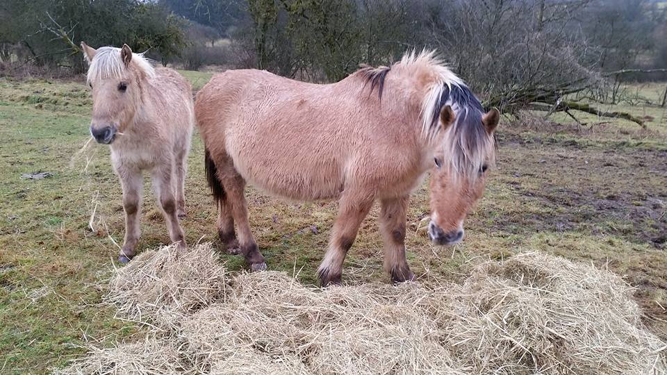 chevaux-graide-belgique-sauvetage-3