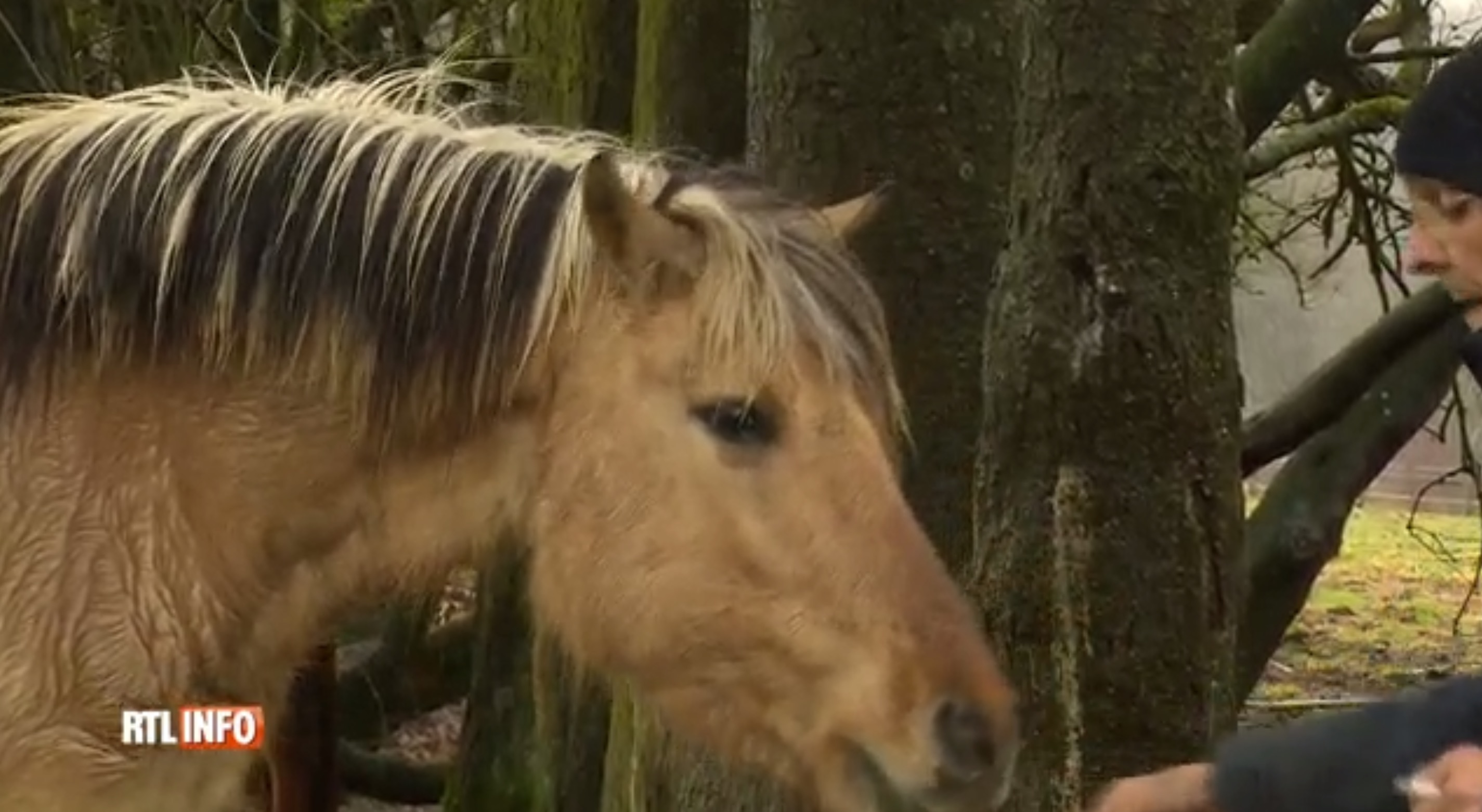 chevaux-graide-belgique-sauvetage-4