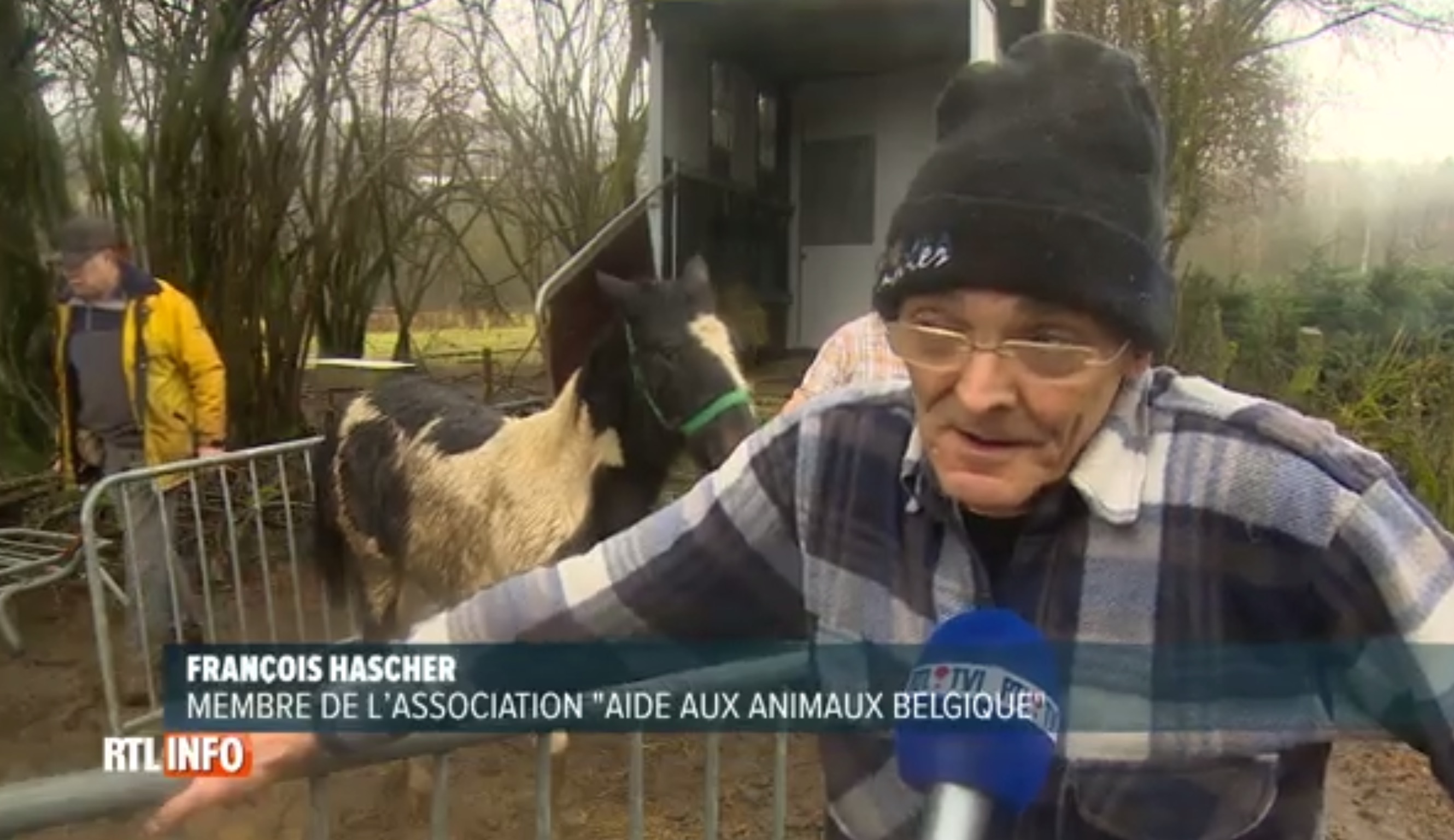 chevaux-graide-belgique-sauvetage-9