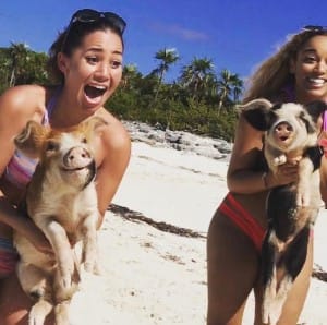 pigs-beach-bahamas-4