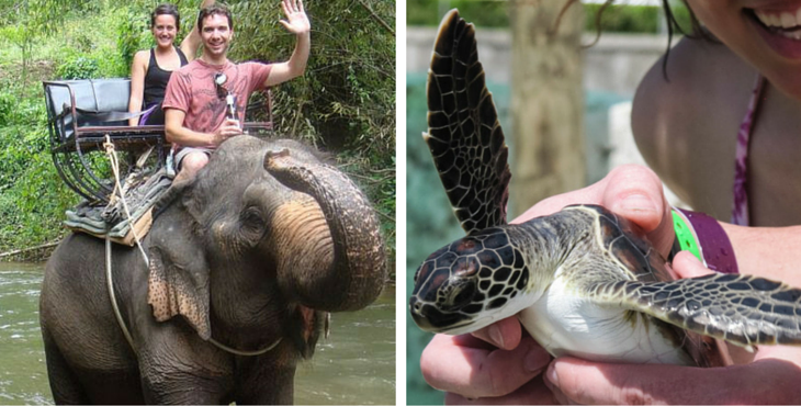 attraction-touristique-cruelle-animaux-tortues-cover