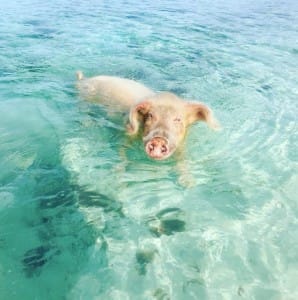 pigs-beach-bahamas-5