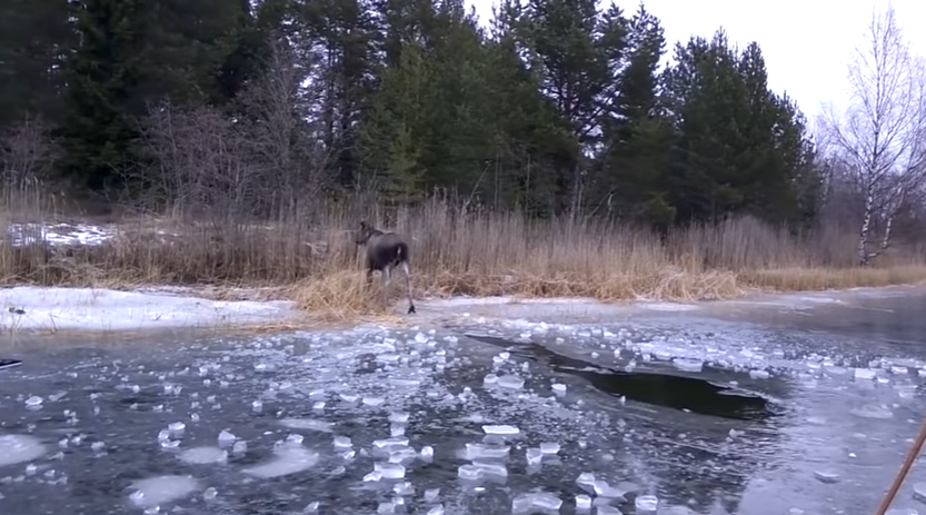 elan-suede-lac-gele-4