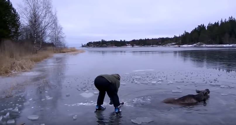 elan-suede-lac-gele-3