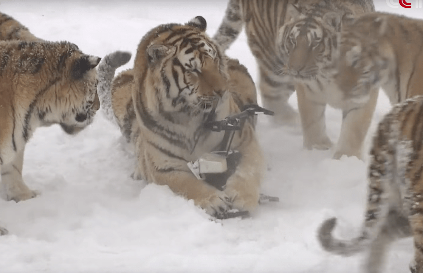 tigers_drone_china_farm_3