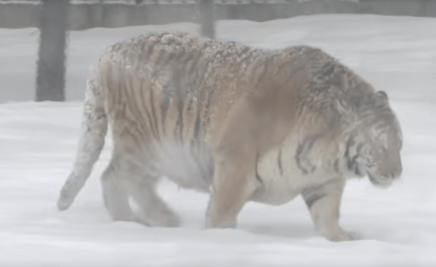 tigers_drone_china_farm_1