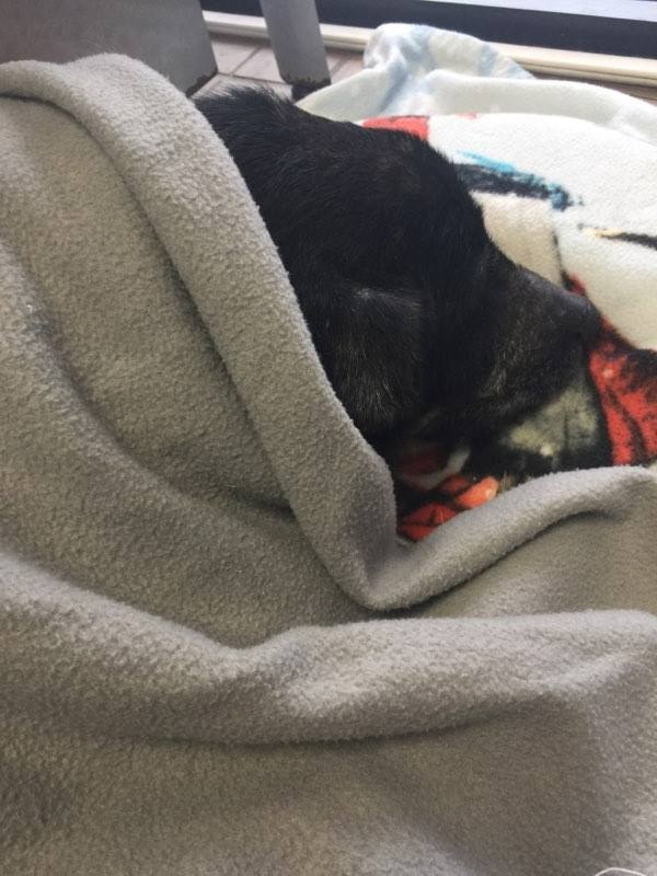 collin-chien-tiques-abandon-2