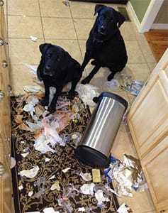 two-dogs-and-trash-can