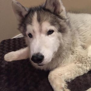 dog-diarrhea-lifestyle-1