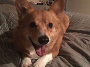 dog-jasper-groomer-1