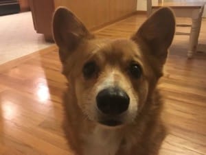 dog-jasper-groomer-2