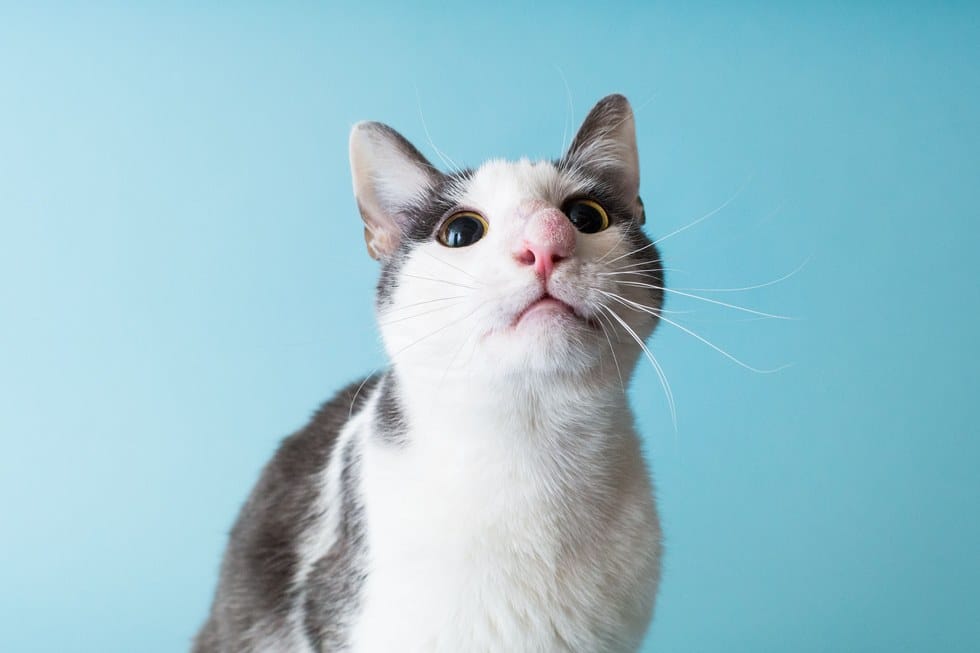 skimble_cat_infection_stray_4