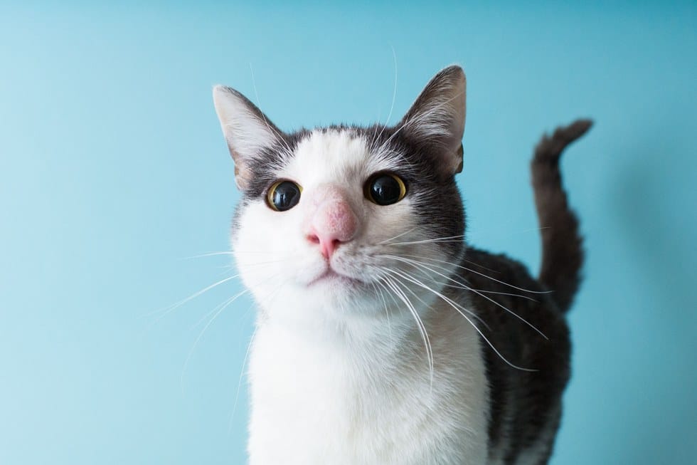 skimble_cat_infection_stray_5