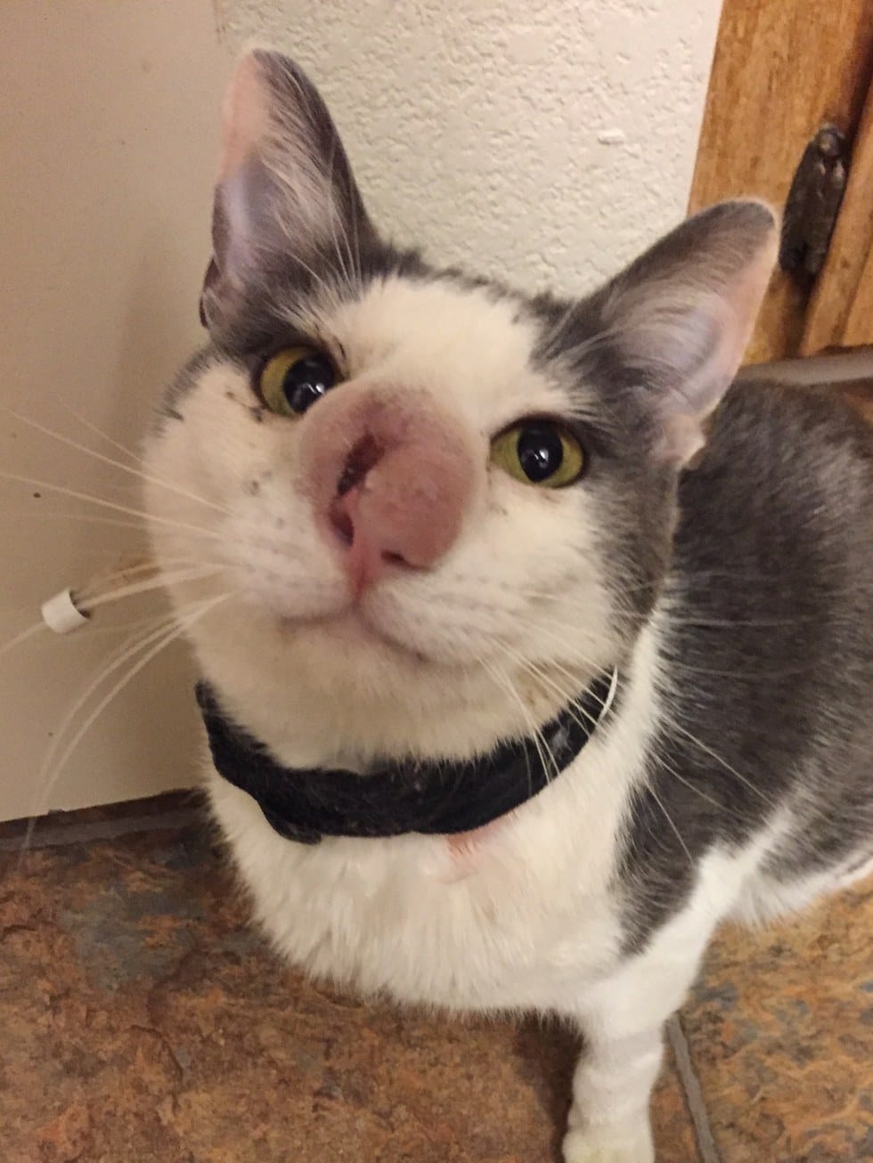 skimble_cat_infection_stray_2