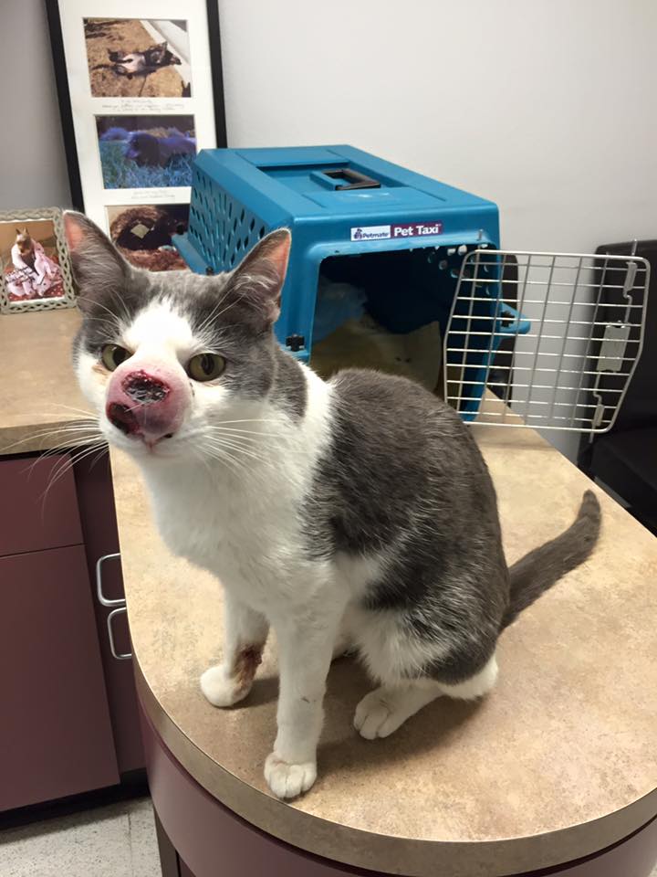 skimble_cat_infection_stray_3