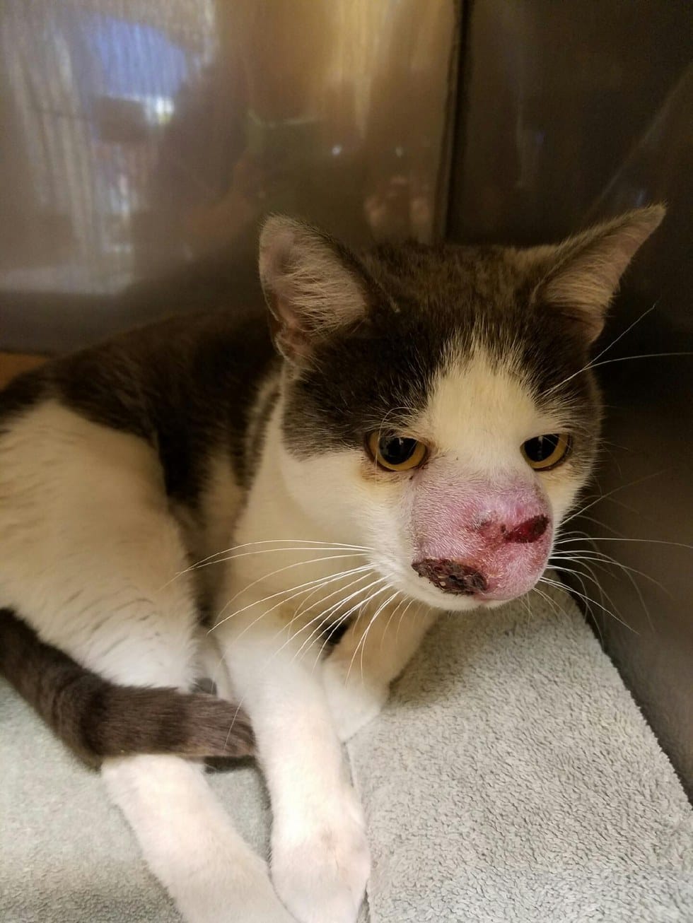 skimble_cat_infection_stray_1