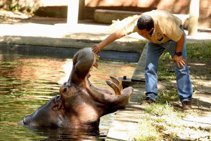 gustavito-salvador-hippopotame-attaque-2