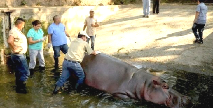 gustavito-salvador-hippopotame-attaque-1