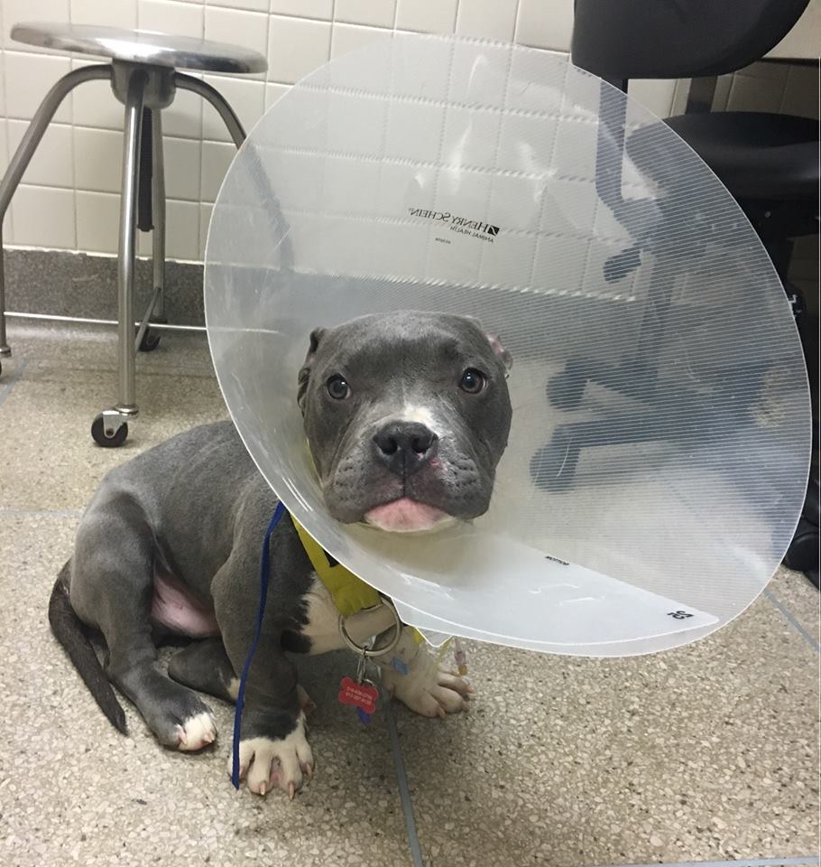 tater-tot-pitbull-harlem-sauvetage-1