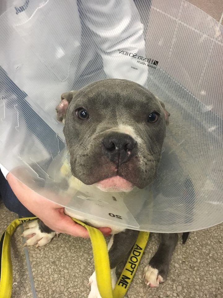 tater-tot-pitbull-harlem-sauvetage-2