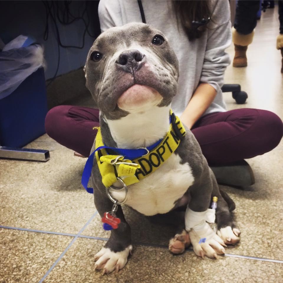 tater-tot-pitbull-harlem-sauvetage-5