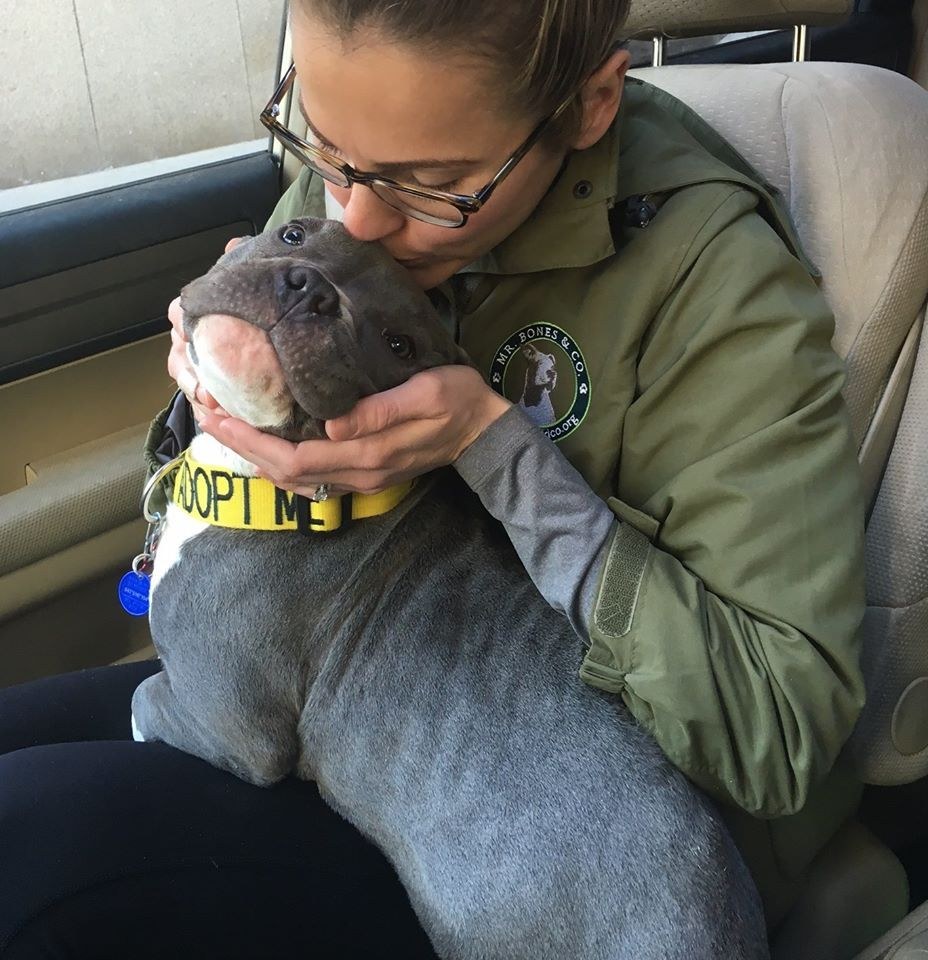 tater-tot-pitbull-harlem-sauvetage-4