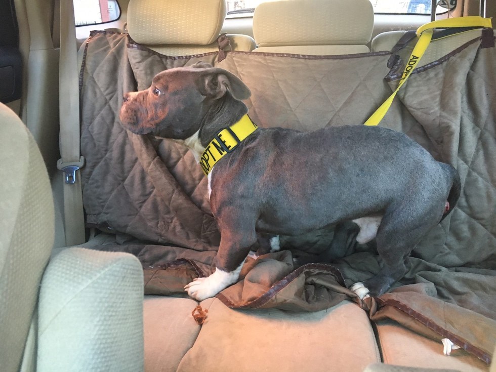 tater-tot-pitbull-harlem-sauvetage-3