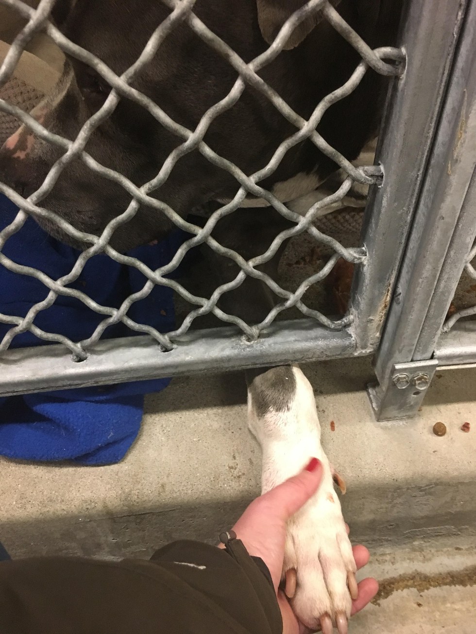 blue-pitbull-pleurs-adoption-7