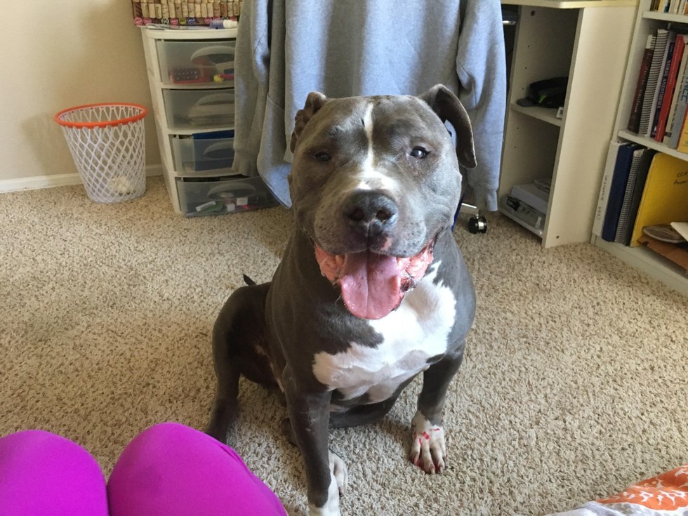 blue-pitbull-pleurs-adoption-5