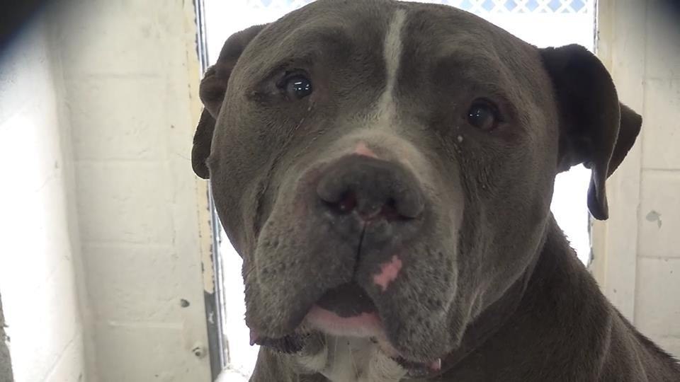 blue-pitbull-pleurs-adoption-2