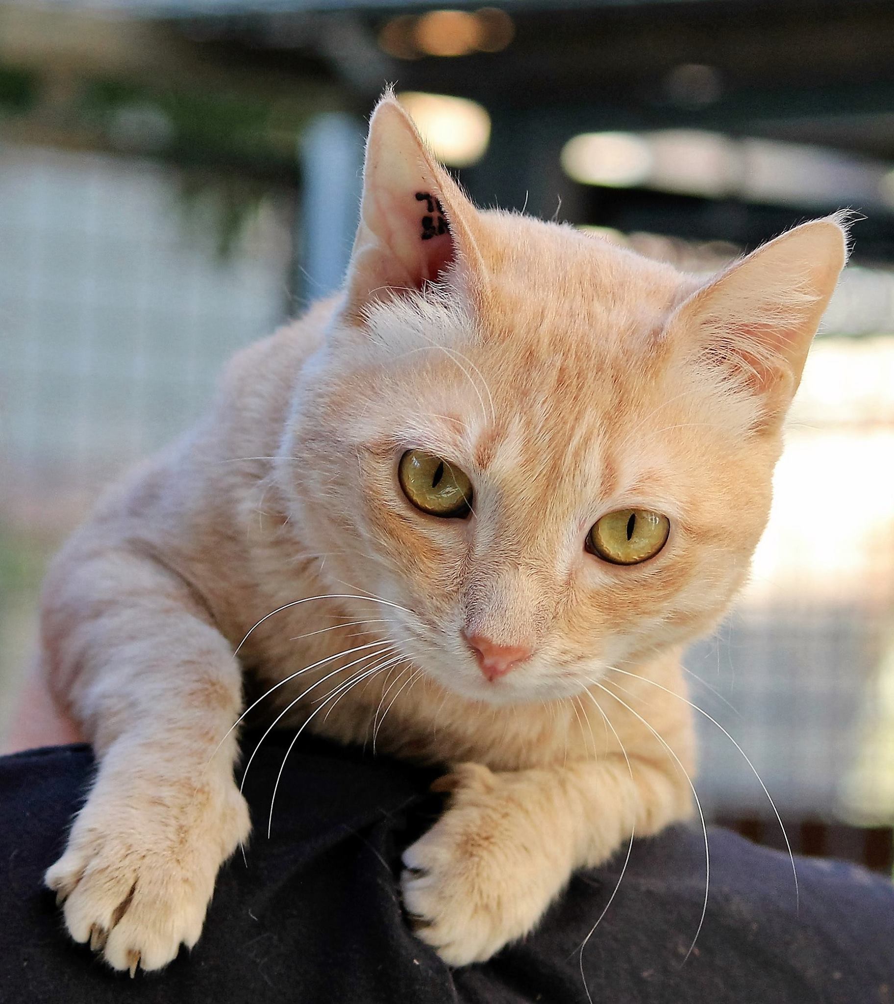 chats-massacres-SPA-vaucluse-3