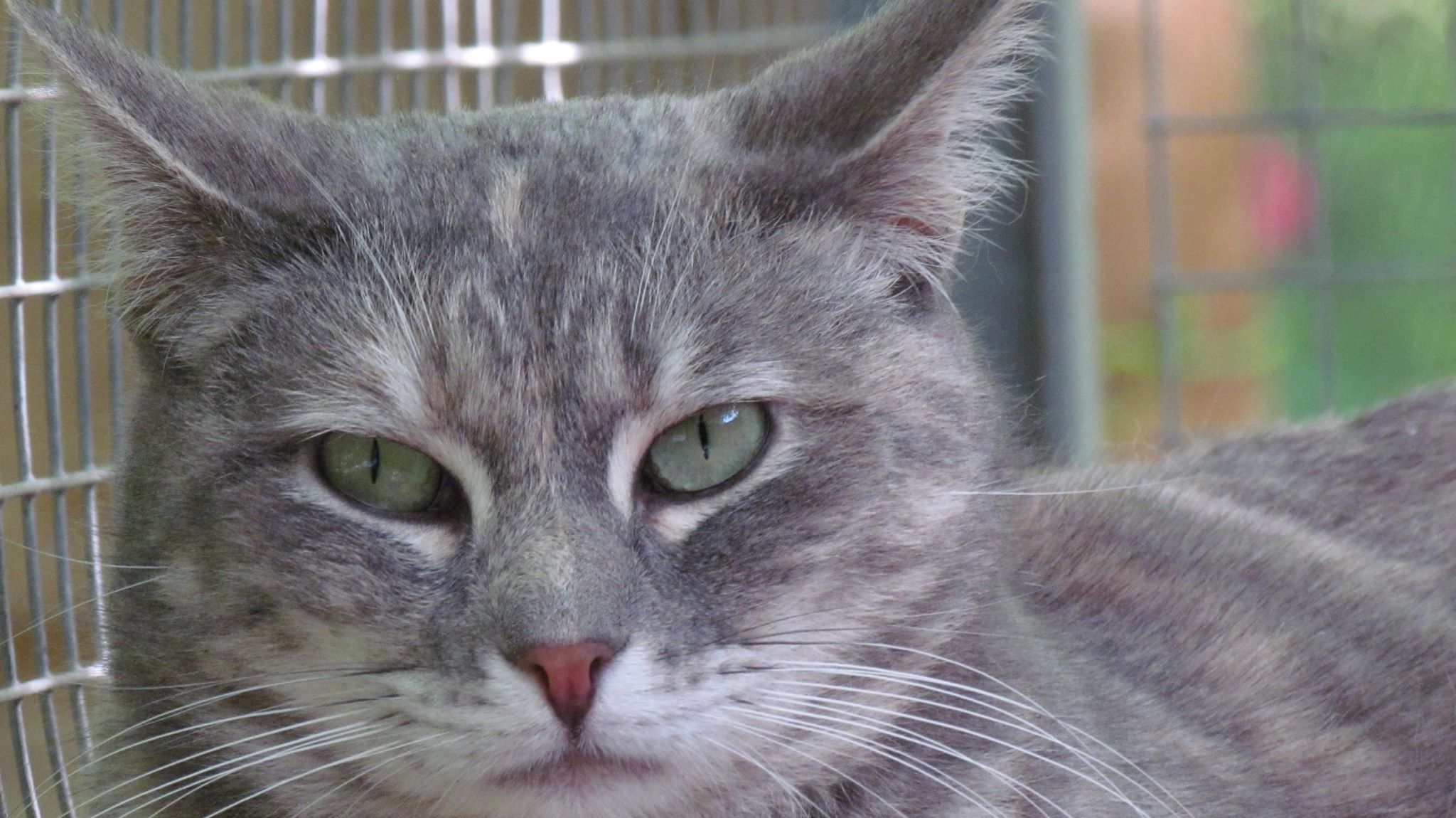 chats-massacres-SPA-vaucluse-2