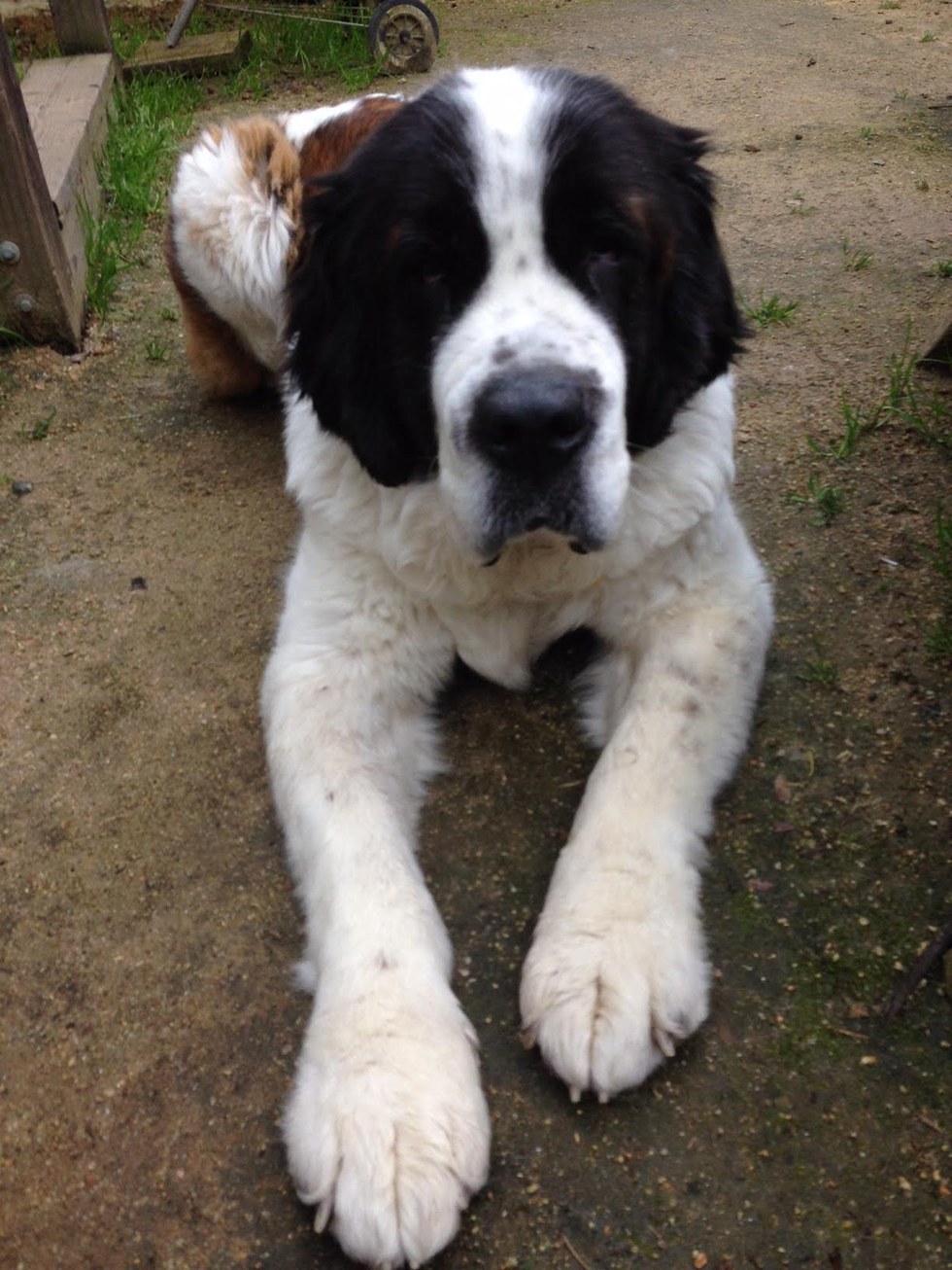 ramona-saint-bernard-mexique-4