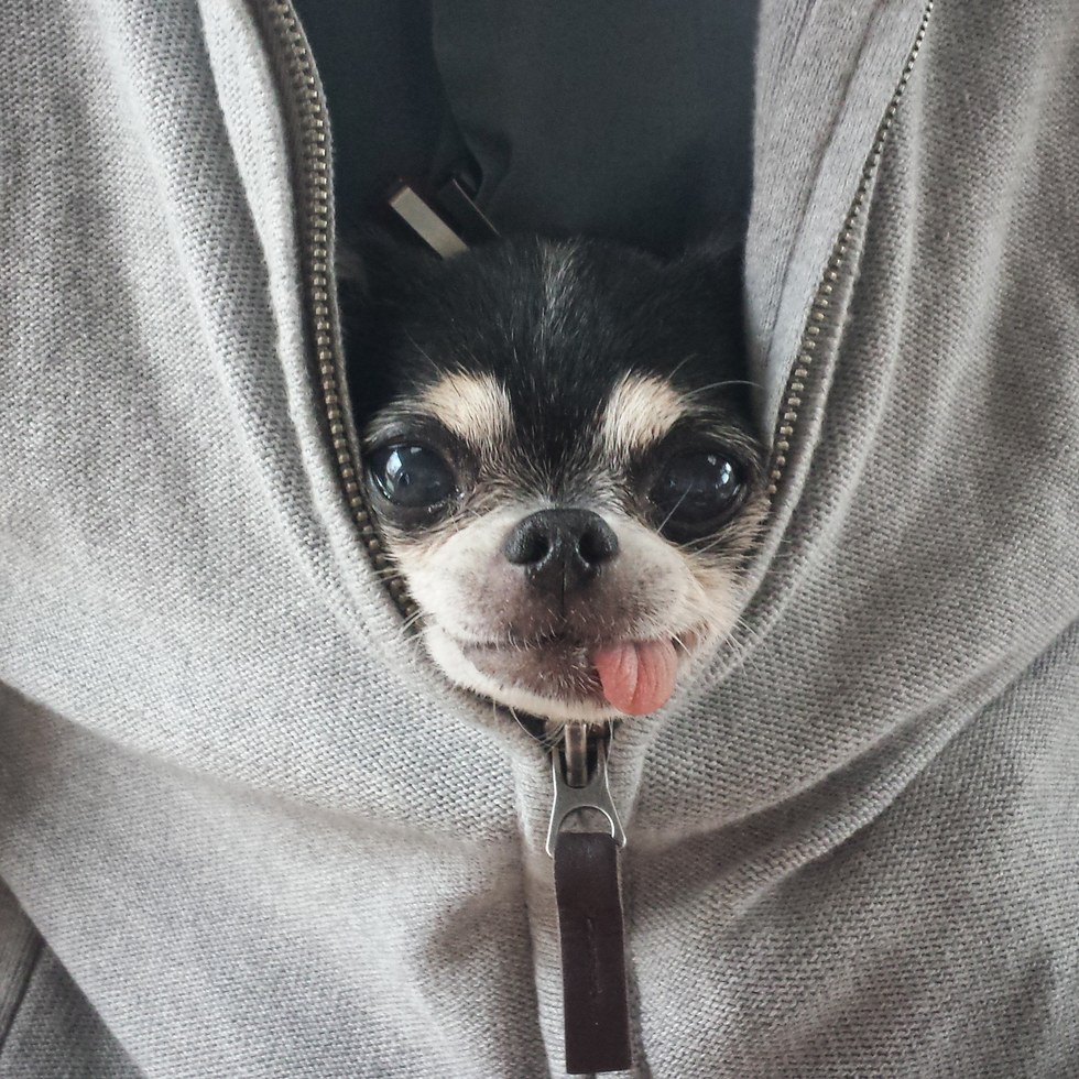 jayz-chihuahua-asheville-5