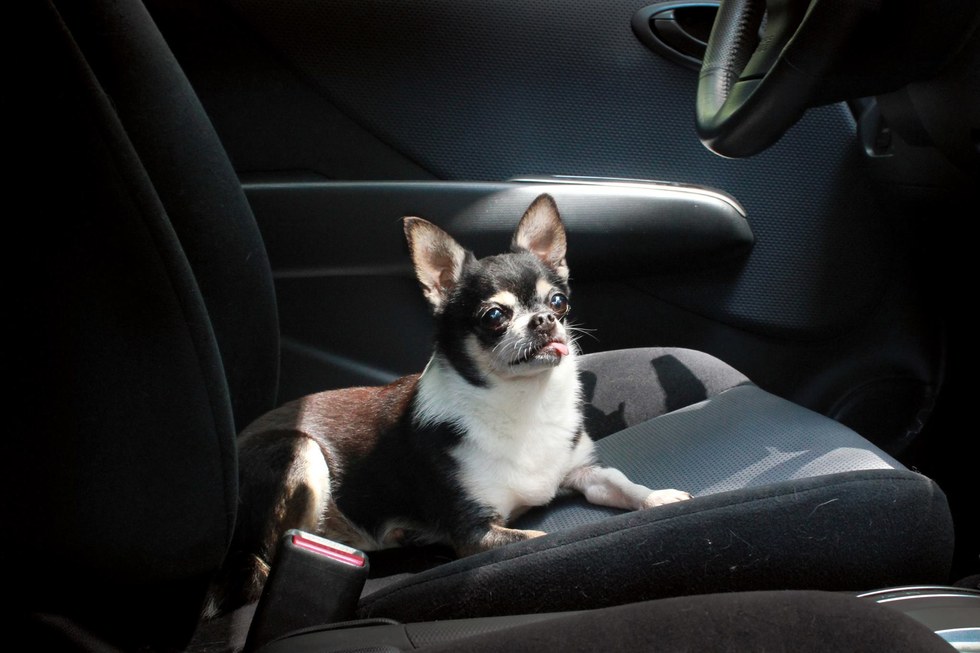 jayz-chihuahua-asheville-2