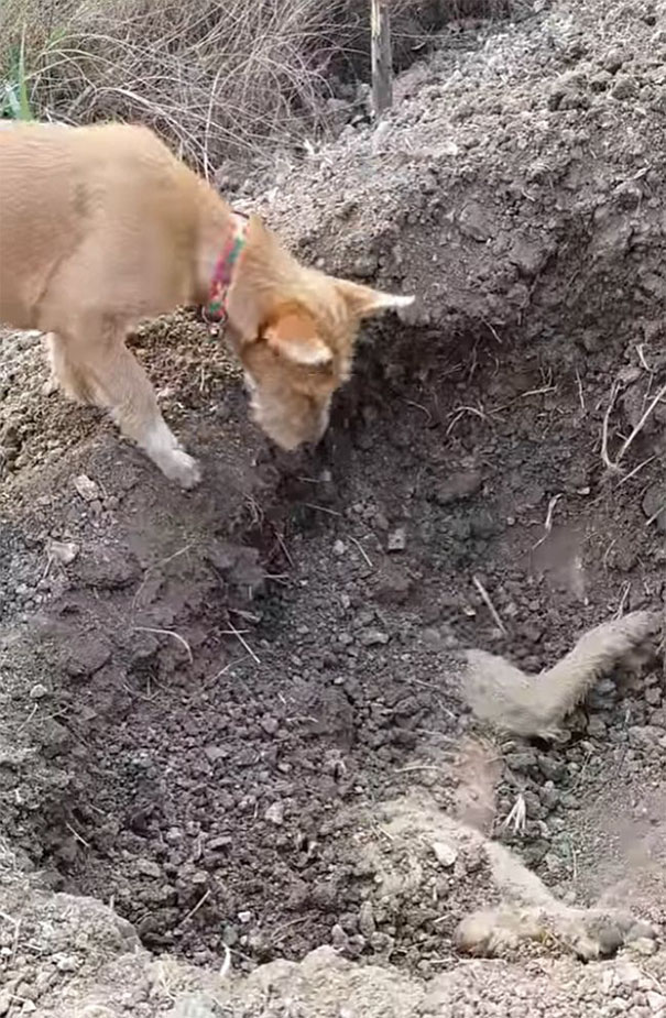 chien-enterre-ami-thailande-2