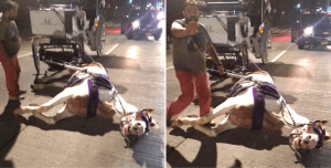 carriage-horse-collapsed-norman-new-york-9