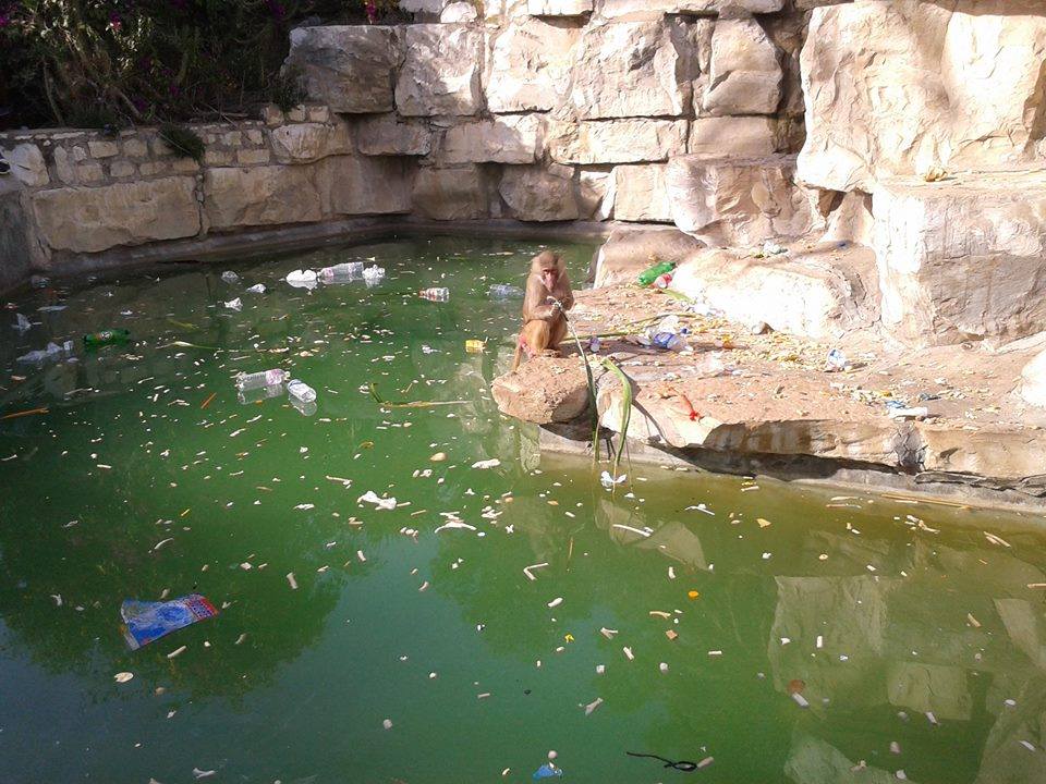 zoo-belvedere-tunis-crocodile-6