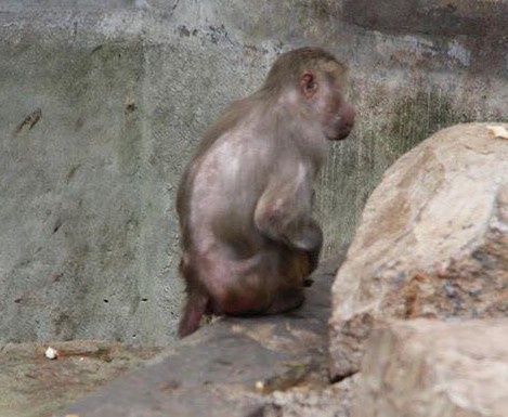 zoo-belvedere-tunis-crocodile-3